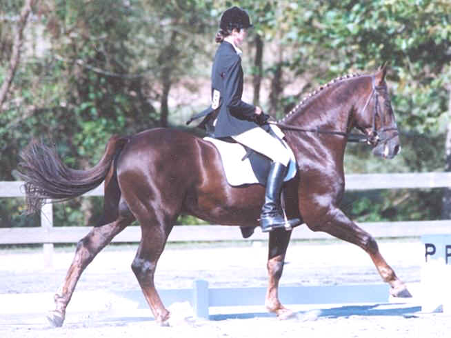 Snowford Bellman - Irish Draught Dressage Stallion